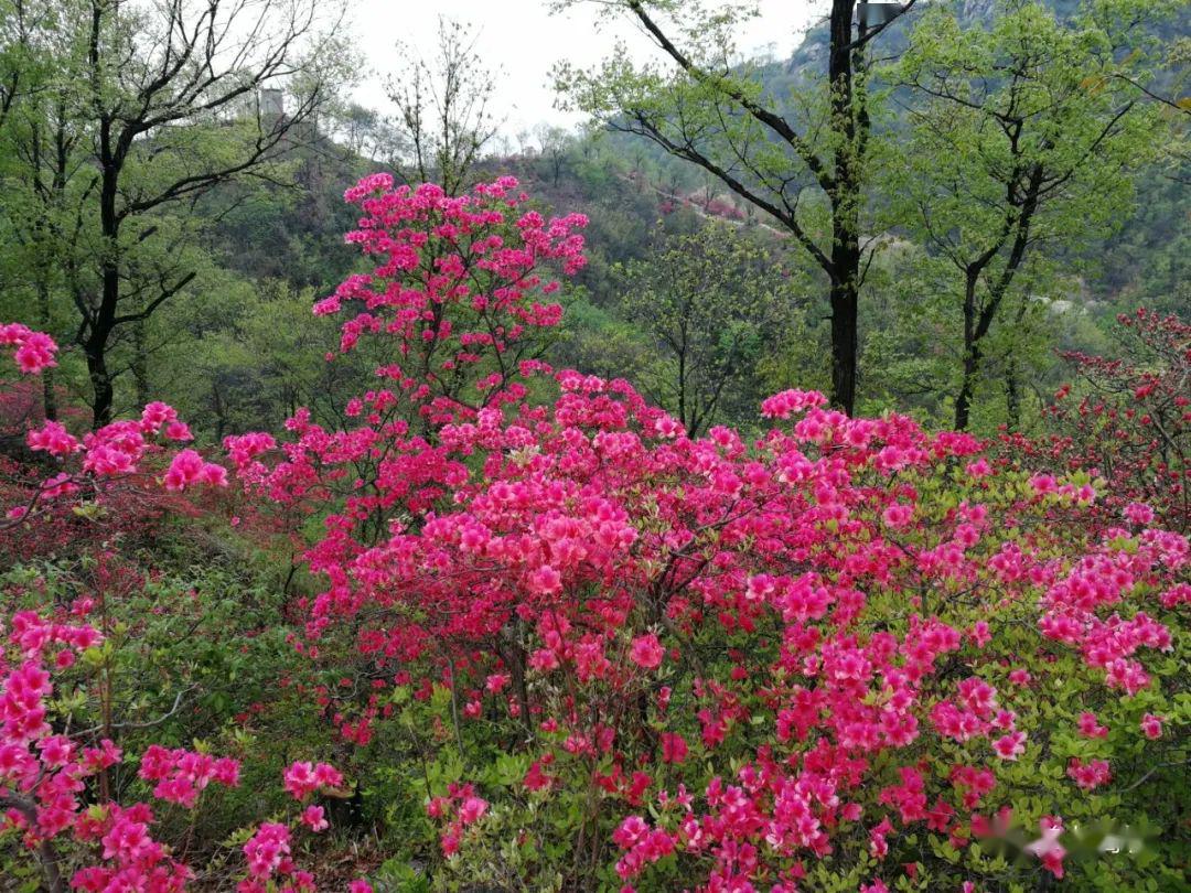 首届鲁山县杜鹃花节开幕啦