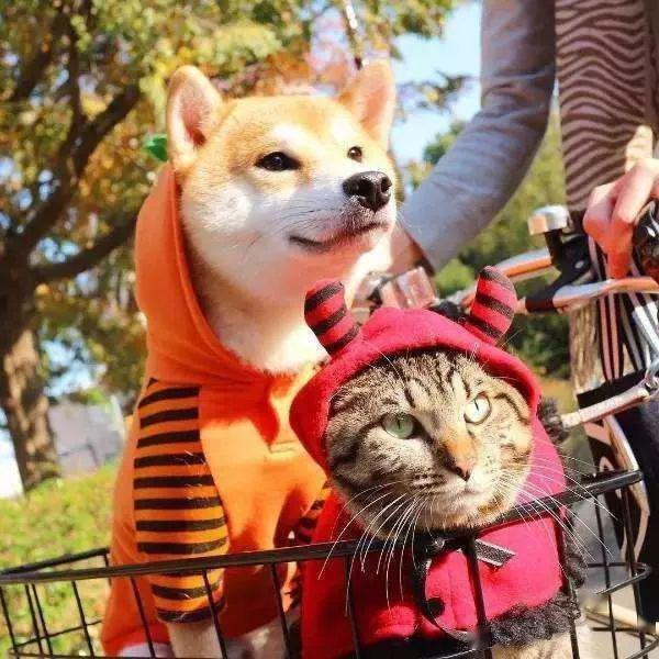 日本一柴犬遇上傲娇喵星人后,瞬间变身宠妻狂魔…隔着屏幕都能感受到