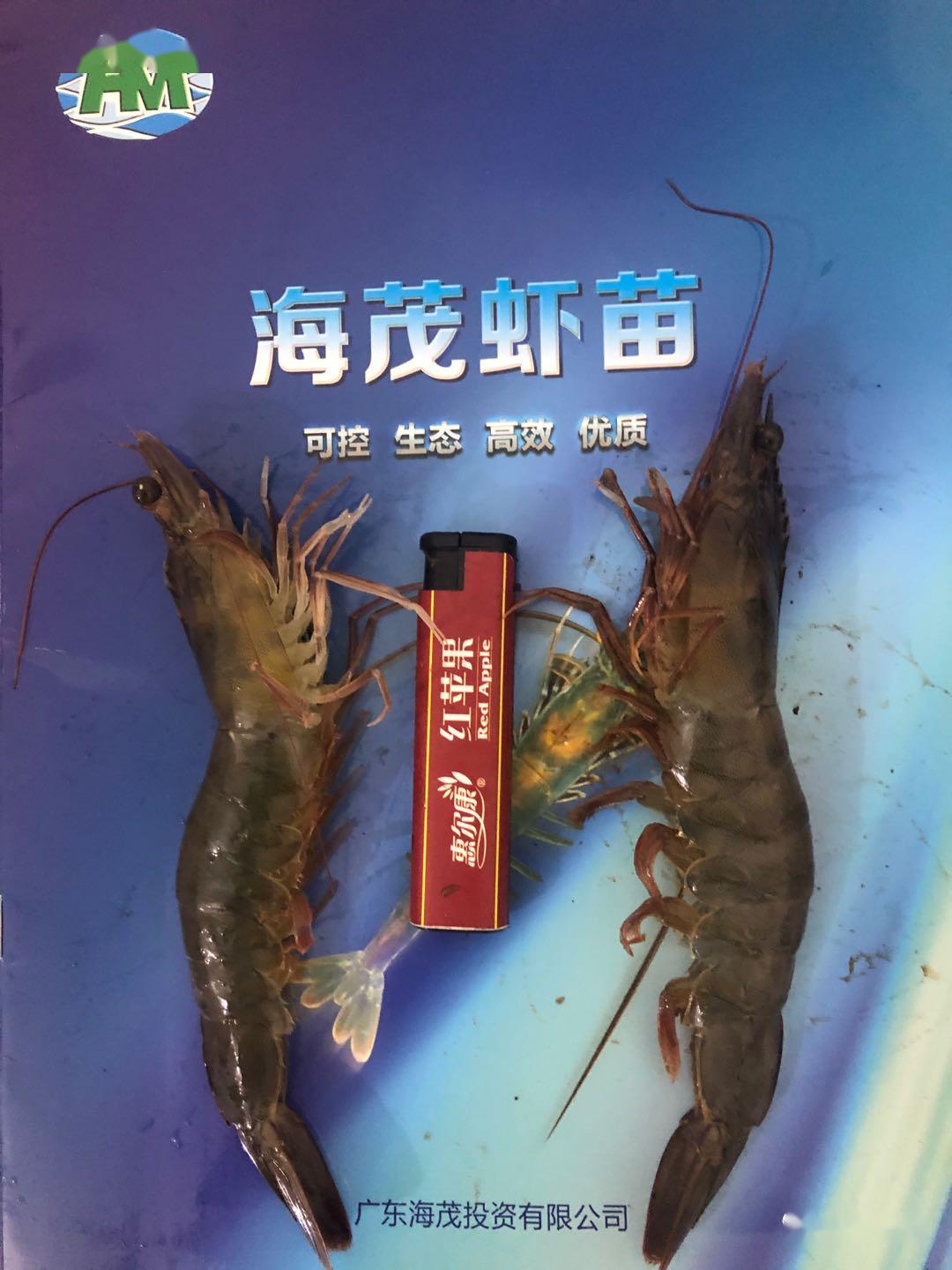 如何处理虾尾的腥味 04af8154cdc94528a7a27fad490b13a4.jpeg