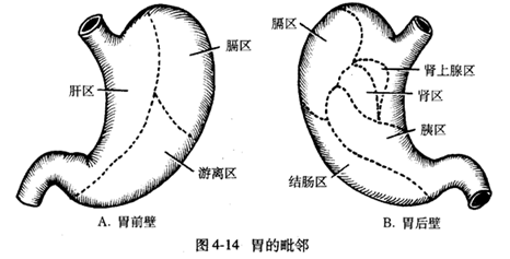 【收藏】消化系统解剖图谱!