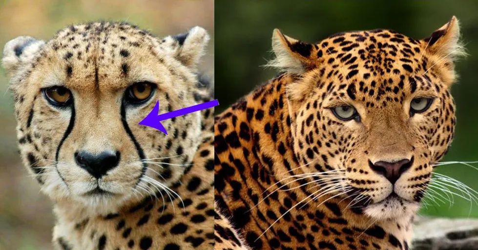 猎豹和花豹是两种不同的豹子,左边有泪痕或者法令纹的是猎豹,右边是