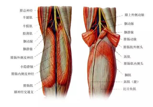 【教您一招】针刀临床中腘窝处疼痛机理分析