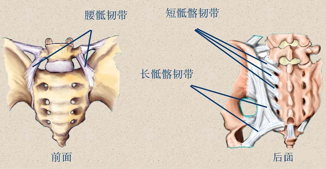 在棘突尖上还有一条上下连续的棘上韧带,在胸,腰,骶部紧贴棘突末端,至