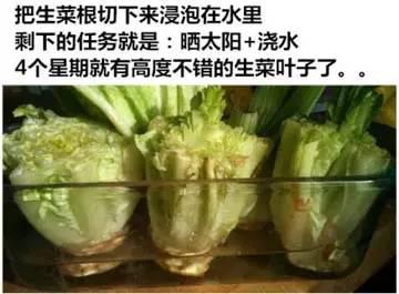 by@【旧物利用】菜生菜的技能来了！妈妈以后再也不用去买生菜和芹菜了