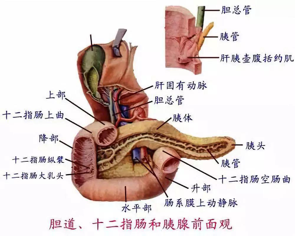 【收藏】消化系统解剖图谱!