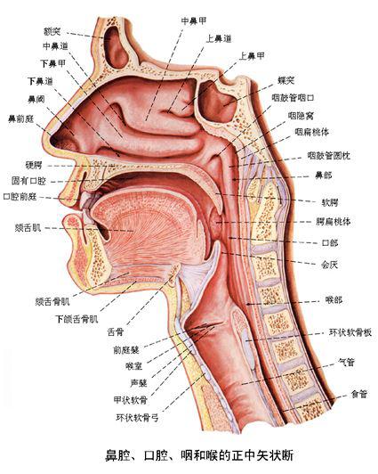 (一)口腔各壁