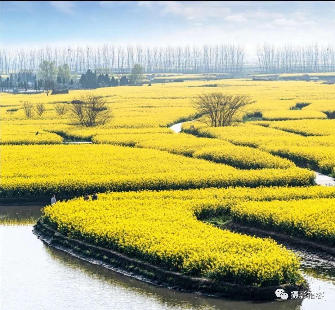 【旅游摄影】兴化的油菜花,万千水田,非常壮观