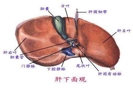 收藏消化系统解剖图谱