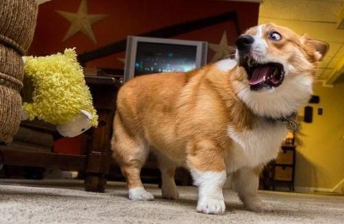 怎么教狗狗不乱拉不乱尿 2672d91bf3df4157b279107644b995f4.jpeg