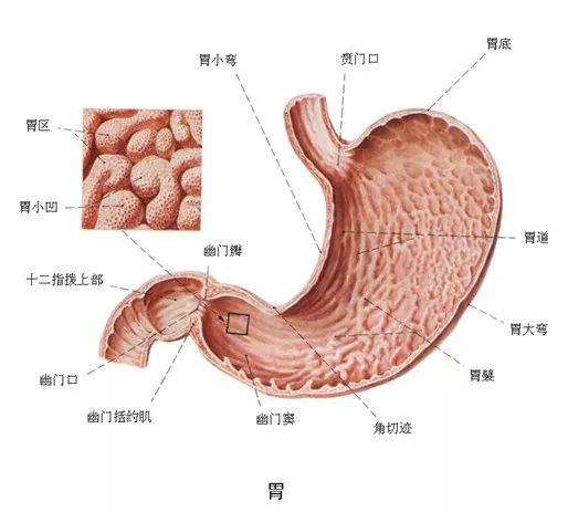 胃是消化管的最膨大部分,大部分位于腹上部的左季肋区.