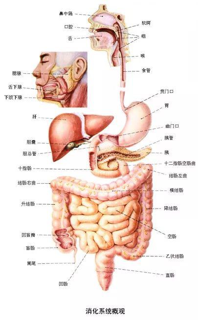 收藏消化系统解剖图谱