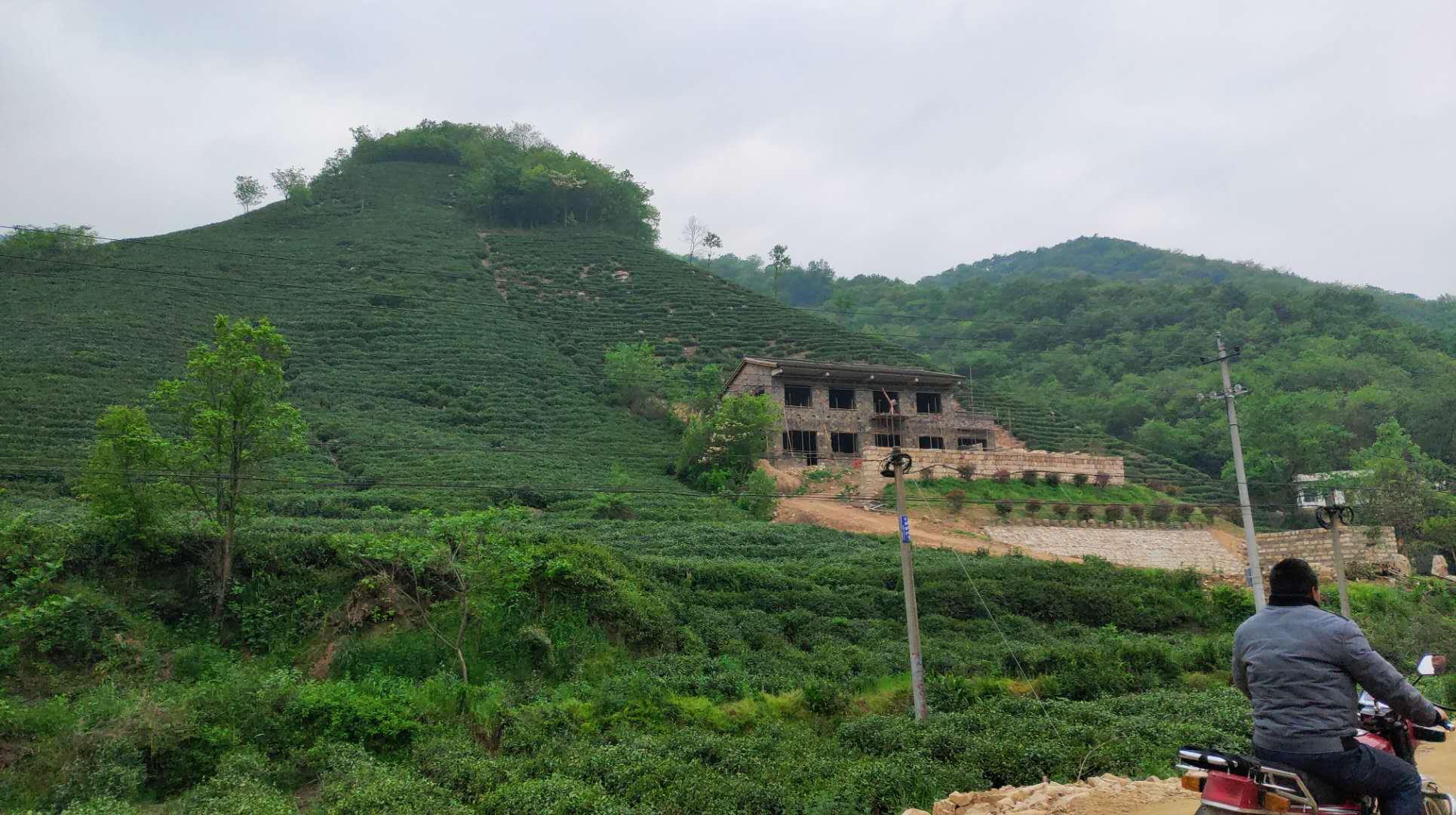 信阳浉河港镇四望山上 茶山建别墅引发争议