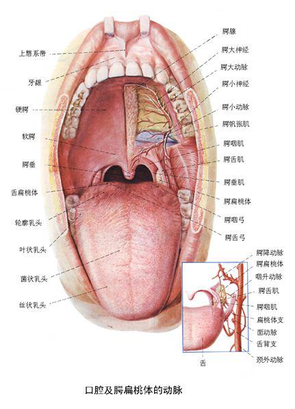 悬雍垂两侧各有两条弓状皱襞,前方的叫腭舌弓,延伸到舌根的侧缘;后方