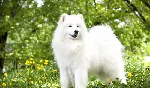 萨摩耶犬——颜值与掉毛一样的高