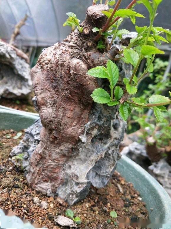 人工培植的树抱石盆景,不简单