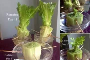 by@【旧物利用】菜生菜的技能来了！妈妈以后再也不用去买生菜和芹菜了