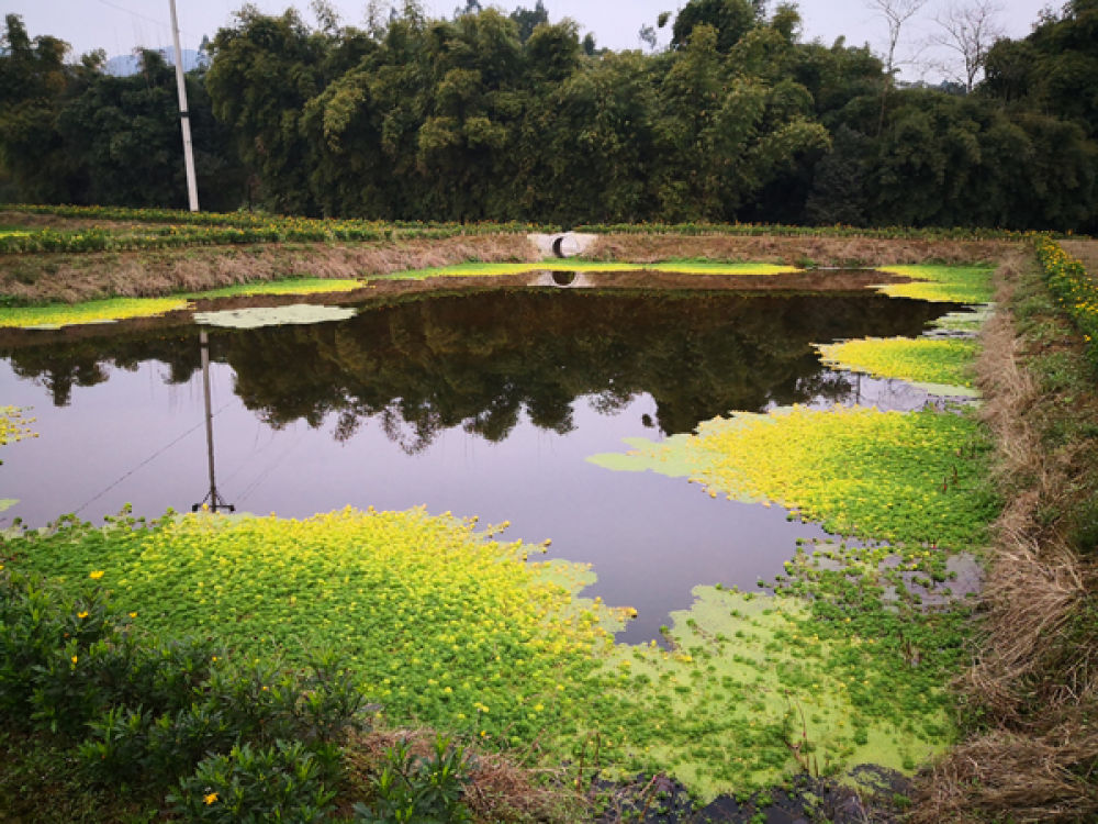 在璧山区河边镇的一处生态湿地里,水体经过沉淀后清澈透明 韩振 摄