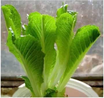 by@【旧物利用】菜生菜的技能来了！妈妈以后再也不用去买生菜和芹菜了
