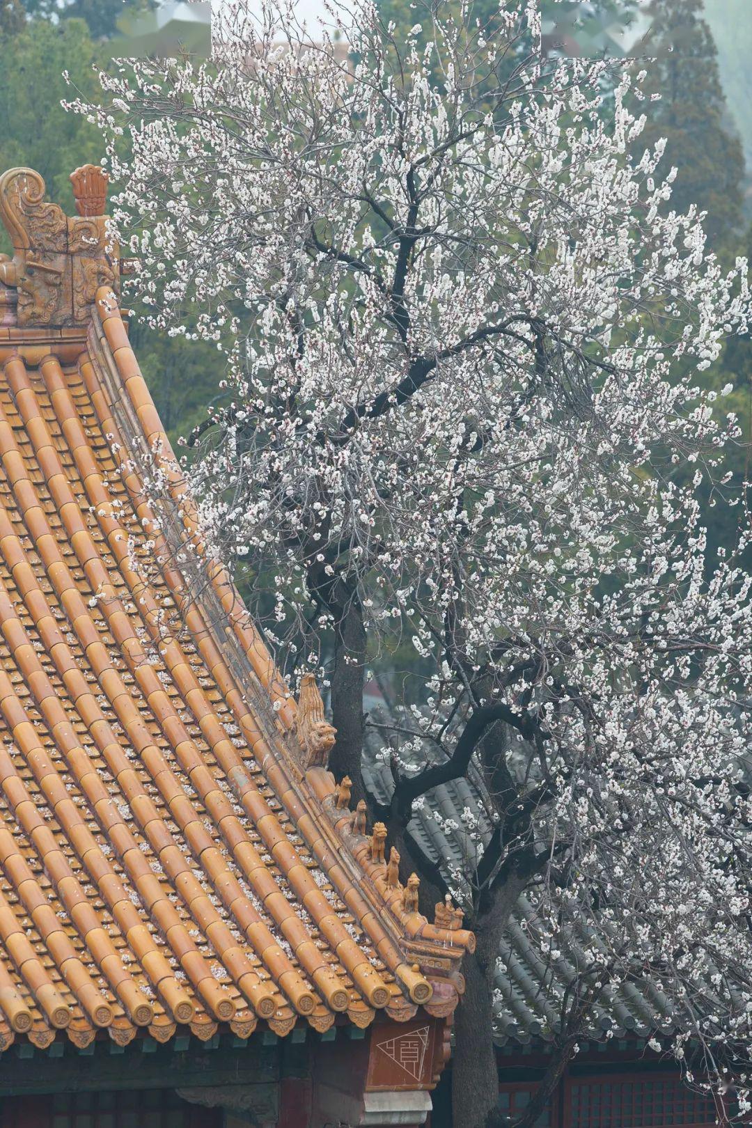 内阁-- 中正殿--雨花阁--钟粹宫--寿康宫-无论在中国画中,还是在西方