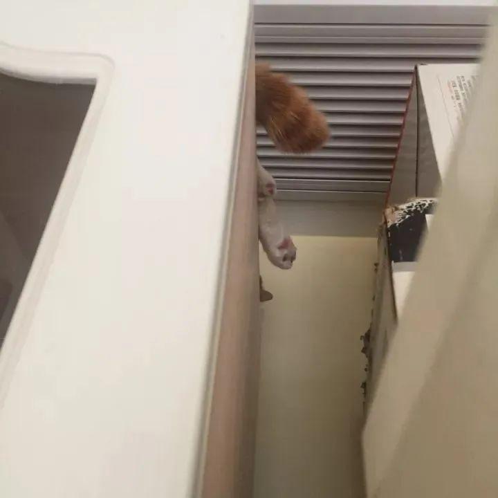 养了猫之后才知道为什么捉迷藏又叫躲猫猫了