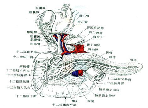 收藏消化系统解剖图谱