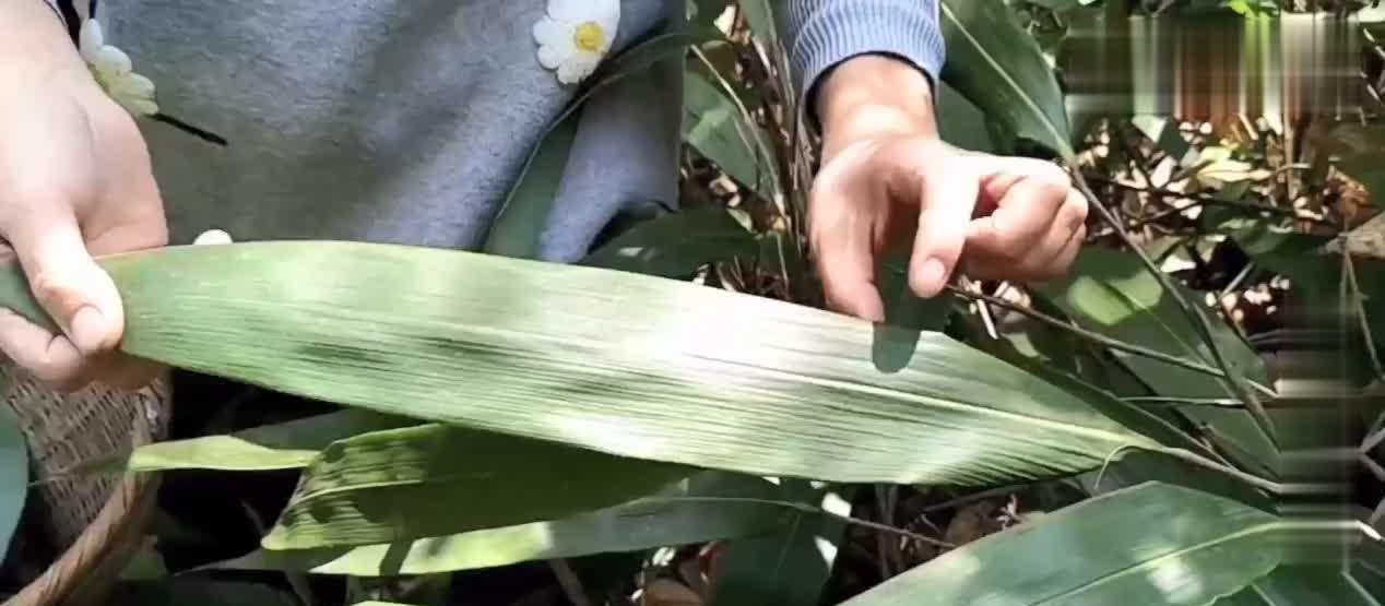 吃了这么多年的粽子,你知道粽叶是什么叶,粽叶树长什么样吗