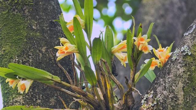 当石斛花遇上蓝花楹好一个色彩斑斓