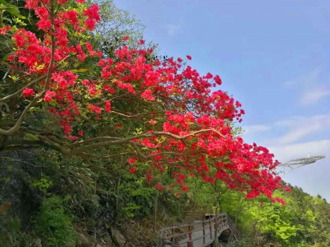 漫山遍野的千亩野生映山红有多美,美丽的浪漫山川告诉