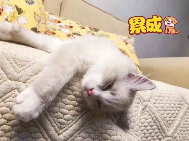 猫咪睡觉更喜欢白天睡觉吗?