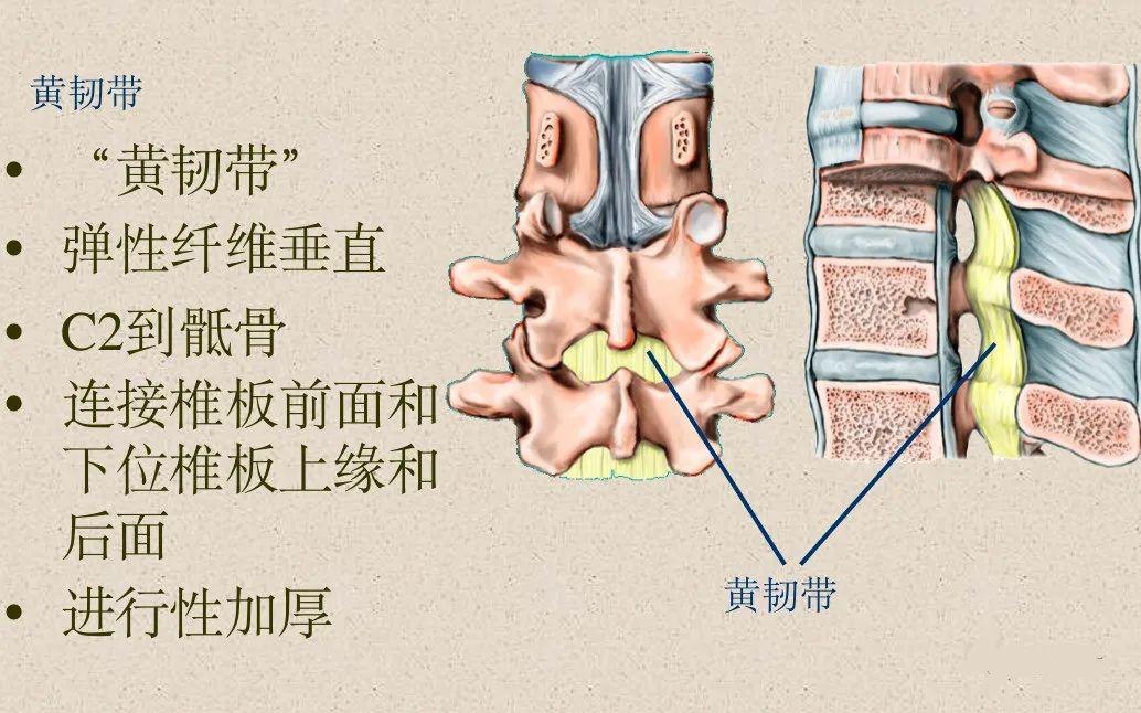 收藏了脊柱超详细解剖高清图文版