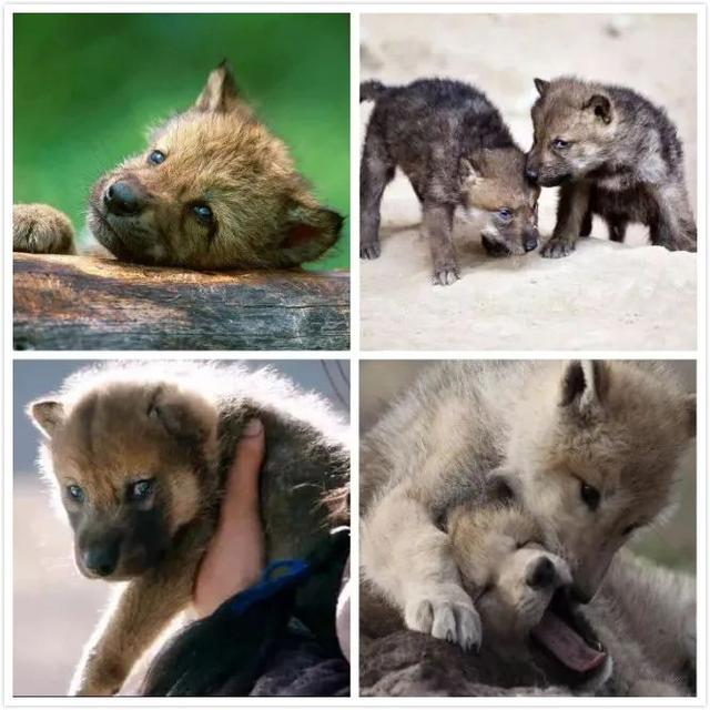 它们是新疆野狼谷刚出生不久的狼宝宝.