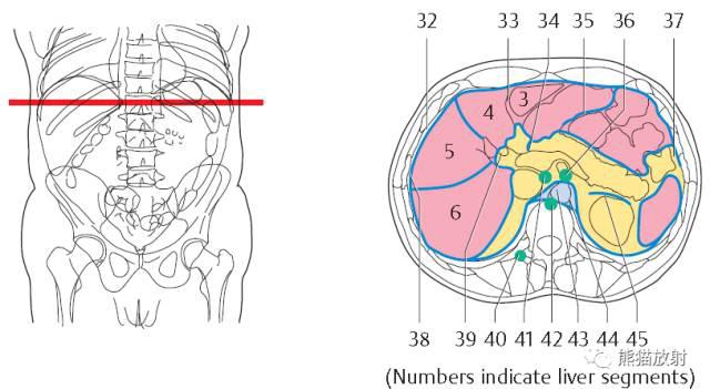 上腹部ct断层 (肝脏解剖及肝段分布,腹部淋巴结分布)