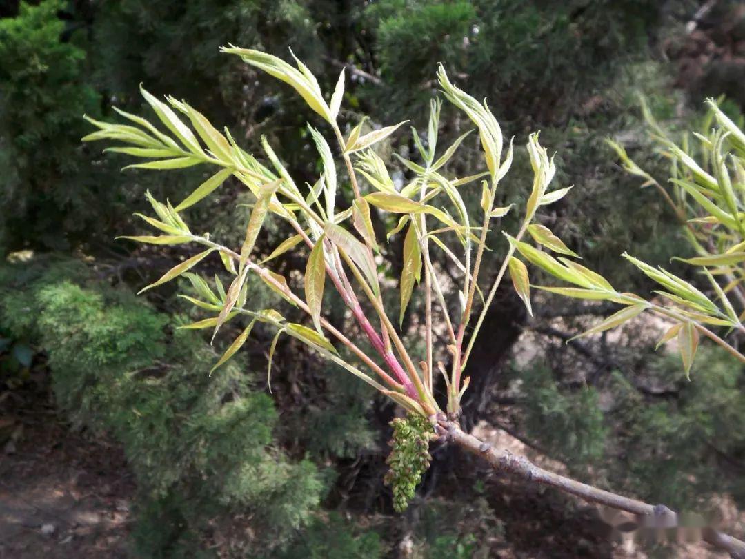 二十五:黄连木的嫩叶16,黄连木/pistacia chinensis,又名楷木,黄连芽