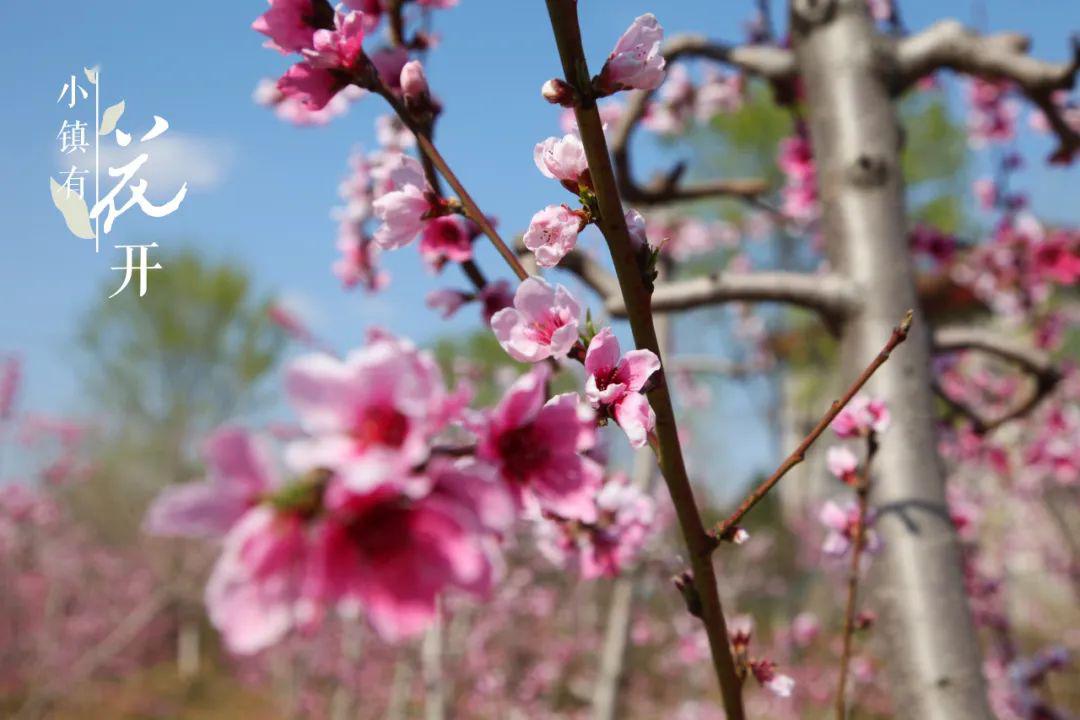 吉祥的桃花随风摇曳,如痴如醉般争相斗艳,香气扑鼻令人陶醉,给人带来