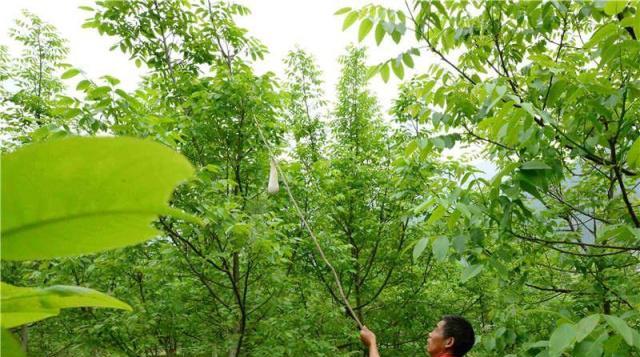 树是什么季节的 a8b753c333a04c3faead71af65b6f188.jpeg