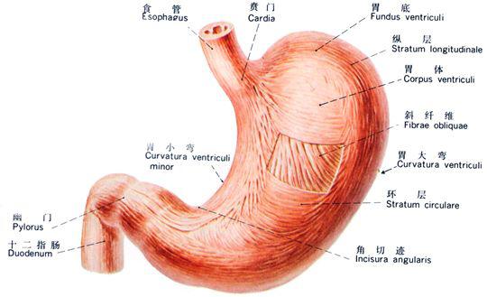 上缘凹向右上方叫胃小弯,下缘凸向左下方叫胃大弯,贲门平面以上向左