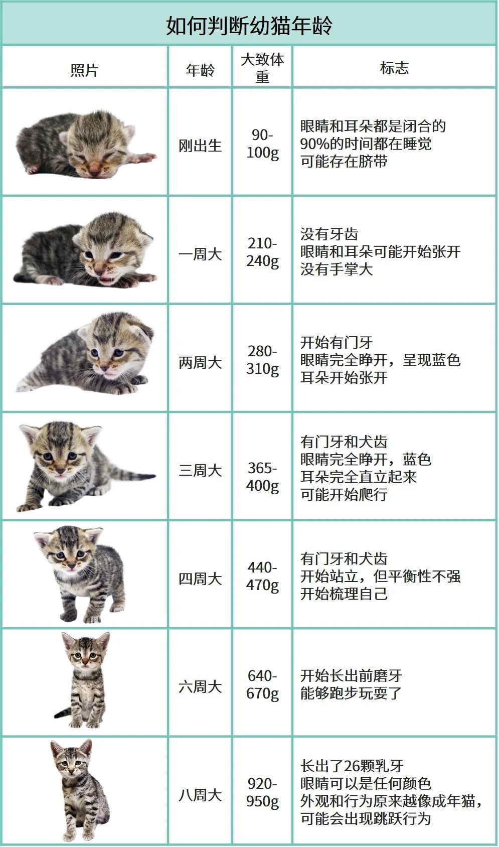 捡了两只小奶猫怎么办