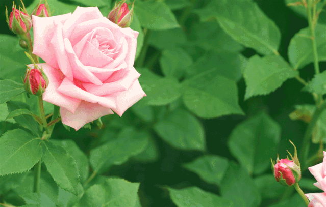 庄园内200余种鲜花肆意盛放让你的视线无处安放这是一场浪漫与美丽的