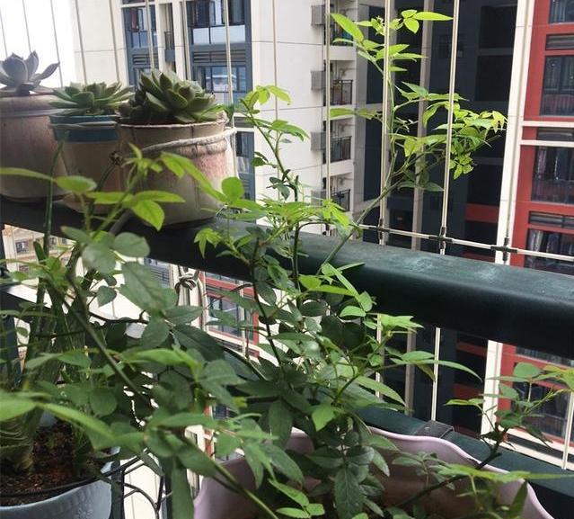 什么东西开花不结果 c94a7c34f1a54bef82f9a11938bceabe.jpeg