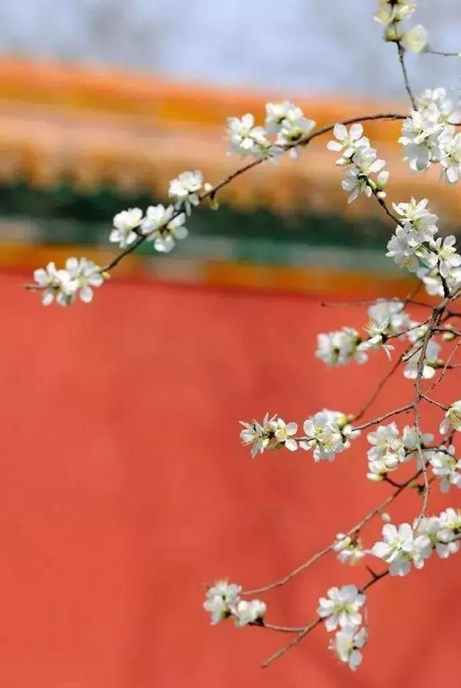 怎么描写春天的树 cbb7196d155648148475f7ec57f4ccc7.jpeg