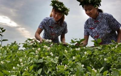 茉莉花叶子发黄怎么办