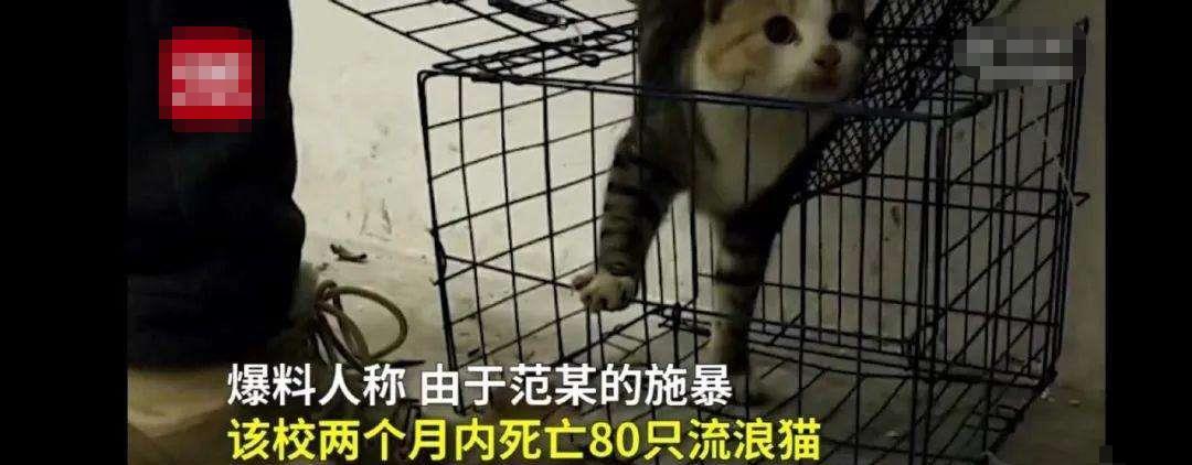 山东理工大学虐猫学生被退学,扬言:再杀1000只猫作补偿_事情