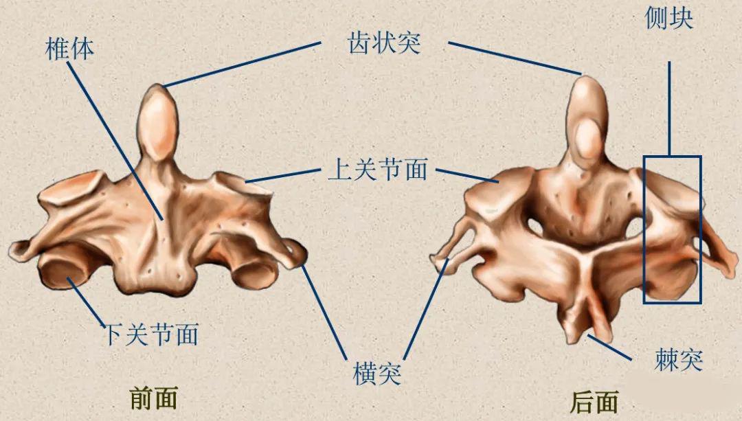 侧块,较大横突——横突孔,椎动脉,神经根沟齿状突——寰椎的旋转中心