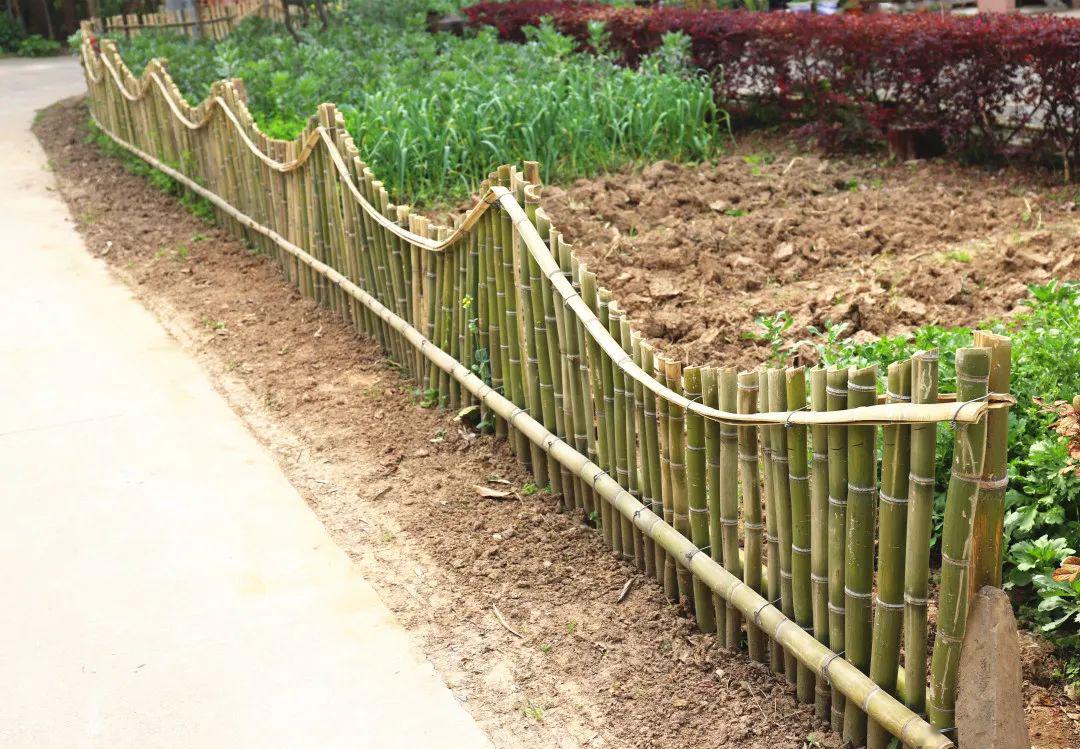 编织出一幅浓浓的乡村美丽田园画卷 说起用竹子编织篱笆 该村党委书记