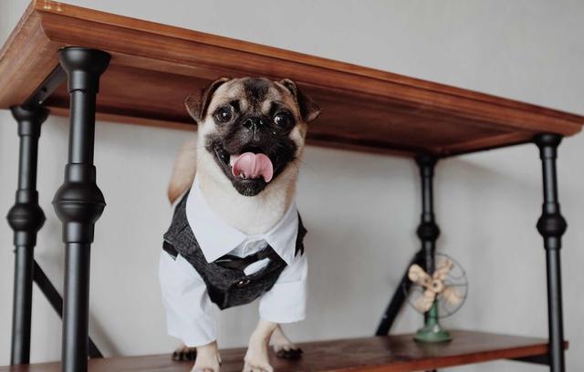 狗狗养多久跟主人亲 d87c984ba0b043fc892173ec46acd789.jpeg