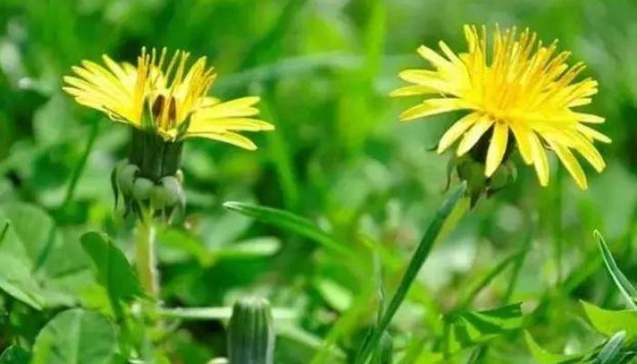 婆婆丁是什么中药 dc2376fad0a04e7f8d87df58bc3e9eb4.jpeg