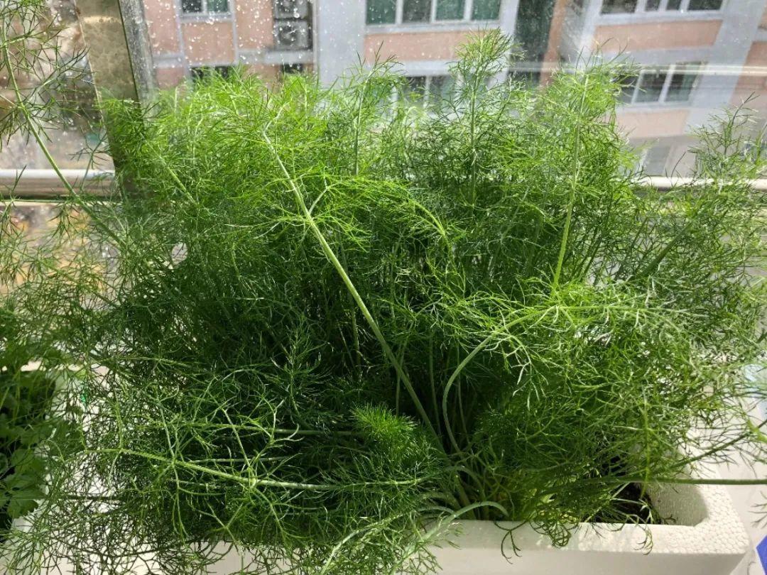 阳台养这10种菜,长得快,结果多,全家都够吃!_小茴香