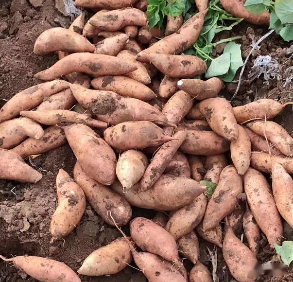 e5be523ecb644813ab7efe899c863bec.jpeg