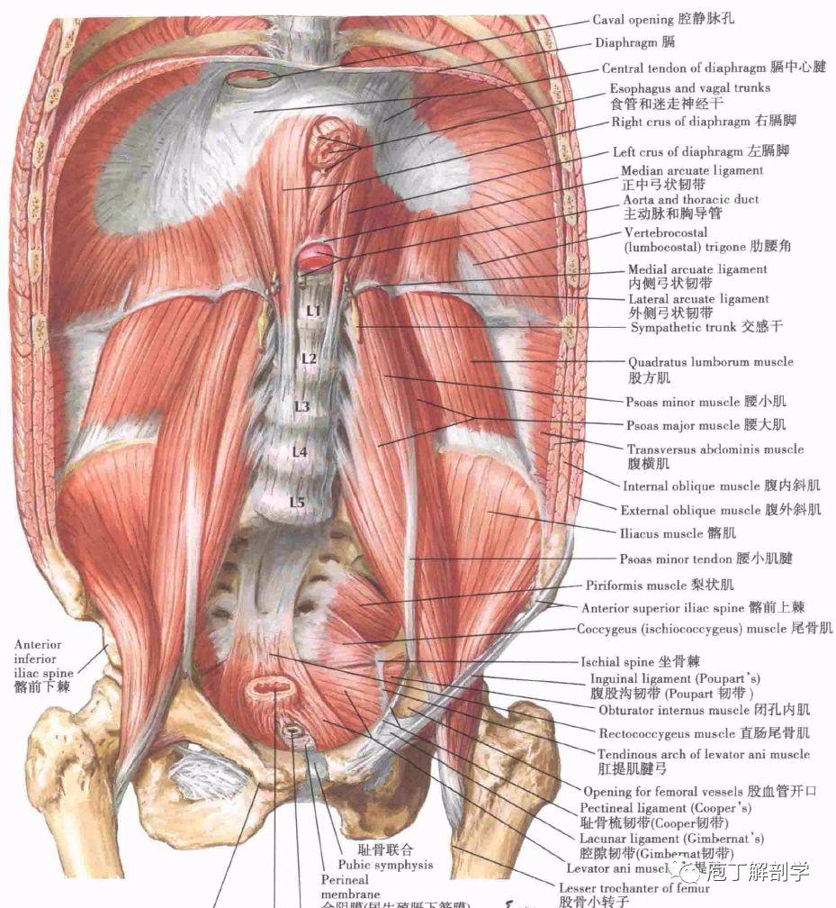 解剖丨腹部、腹壁、腹膜