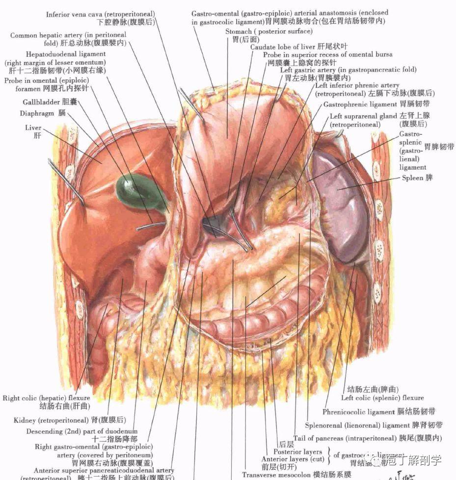 解剖丨腹部腹壁腹膜